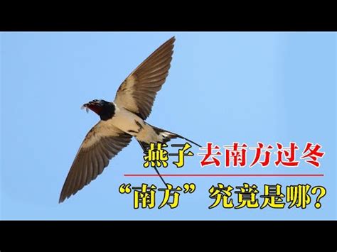 燕子要簽幾號|帶著福氣的鳥兒：燕子